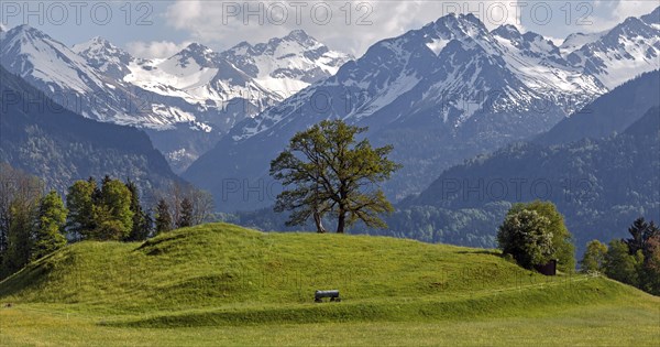 Group of trees in spring, snow-covered mountains of the Allgaeu Alps in the background, near