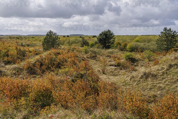 Wide landscape in the beginning of autumn, characterised by green and brown bushes and cloudy