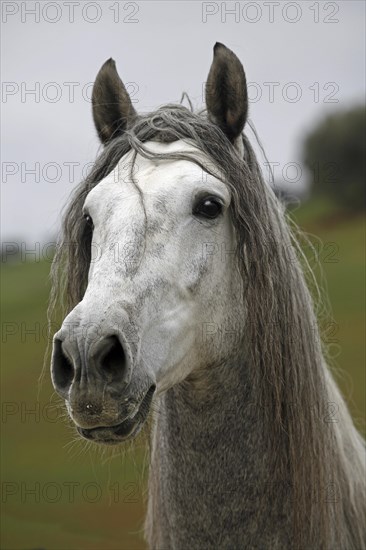 Andalusian, Andalusian horse, Antequera, Andalusia, Spain, Portrait, Europe