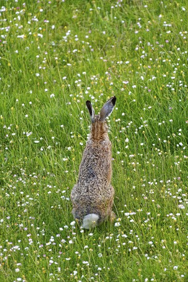 A brown hare (Lepus europaeus) seen from behind standing in a green meadow surrounded by grass and
