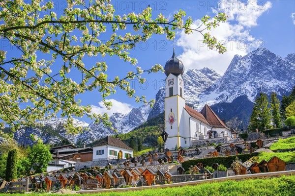 Spring meadow with blossoming tree and parish church in front of the Grosser Waxenstein 2277m in