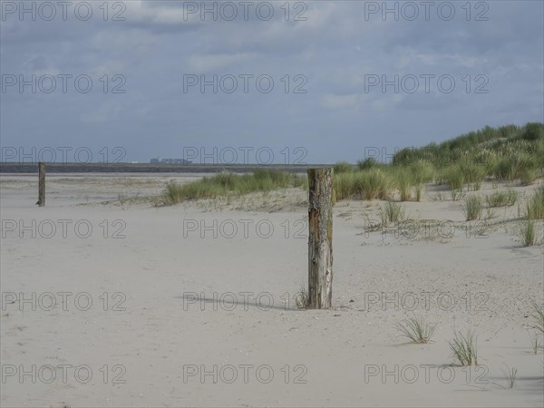 Beach with grassy dunes and old wooden posts under a cloudy sky, lonely beach with dune grass in