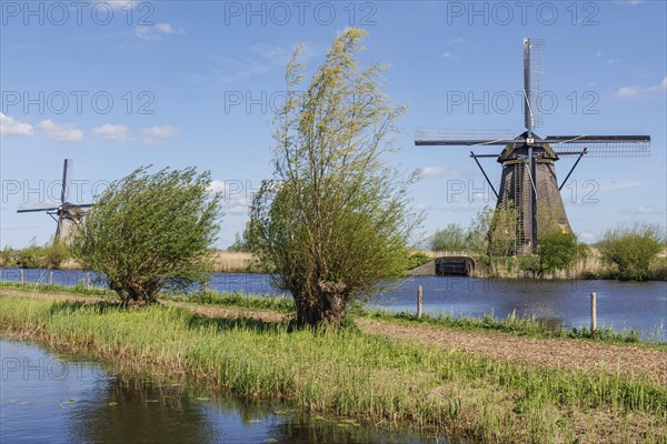 Two large windmills and trees on the riverbank under a blue sky, many historic windmills on a river