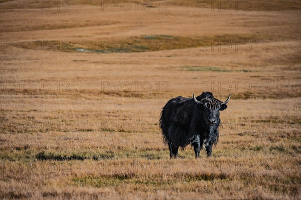 Yak on the autumnal plateau with yellow grass, Tian Shan, Sky Mountains, Sary Jaz Valley,