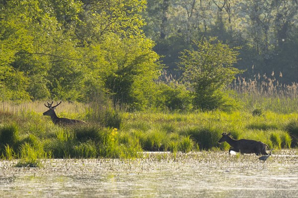 Red deer (Cervus elaphus), Grey heron (Ardea cinerea), water, backlight, Lower Austria