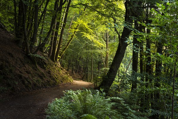 A forest path in a mixed forest with many beech trees in summer. A chestnut tree to the right of