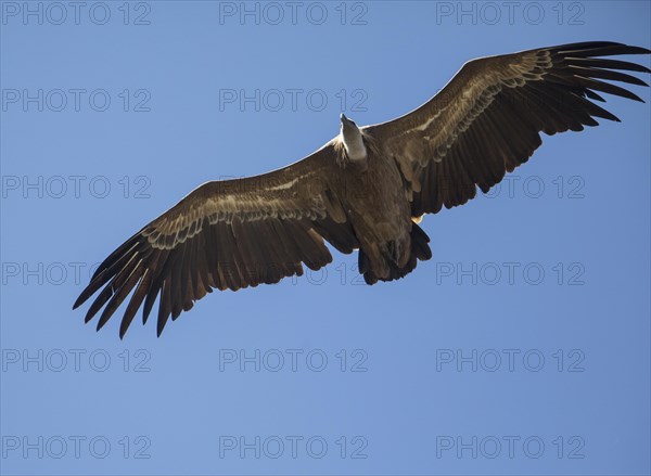 Griffon vulture (Gyps fulvus), Monfraguee National Park, Extremadura, Castilla La Mancha, Spain,
