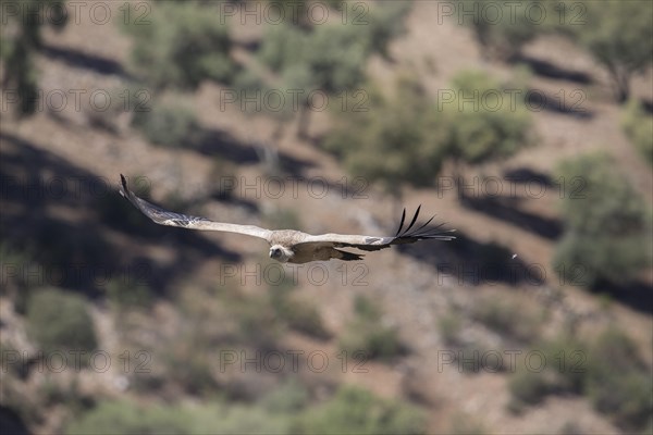 Griffon vulture (Gyps fulvus), Monfraguee National Park, Extremadura, Castilla La Mancha, Spain,