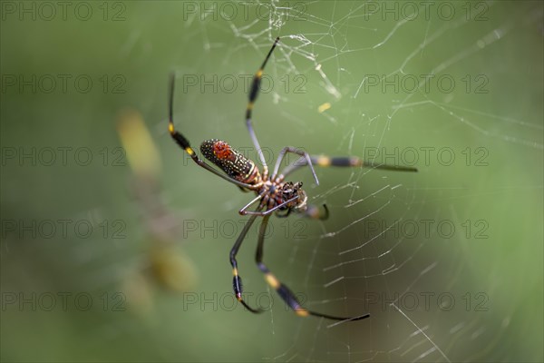 Golden silk spider (Nephila clavipes) sitting in its web, Tortuguero National Park, Costa Rica,