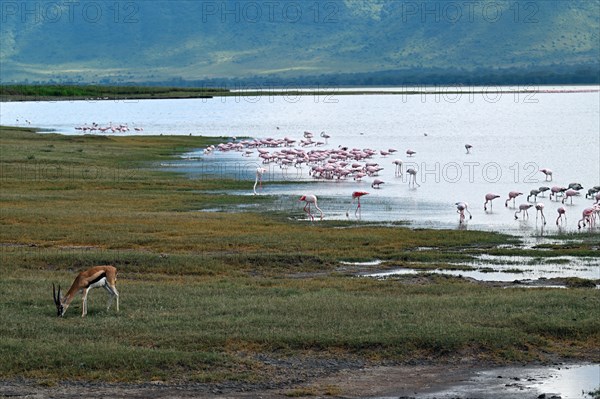 Thomson's Gazelle (Eudorcas thomsonii) and Lesser flamingos (Phoeniconaias minor), Ngorongoro