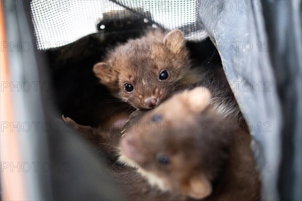 Beech marten (Martes foina), practical animal welfare, two young animals in a transport box in a
