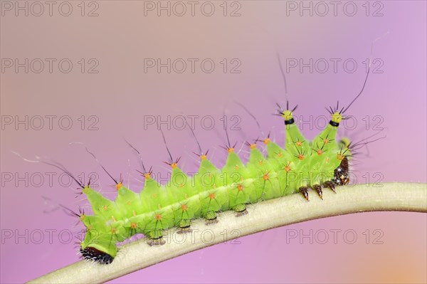 Indian luna moth (Actias selene), caterpillar, captive, occurrence in Asia