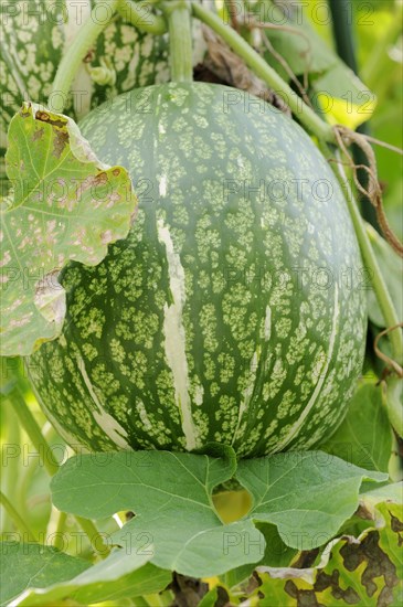 Siam pumpkin (Cucurbita ficifolia), fruit, useful plant, North Rhine-Westphalia, Germany, Europe
