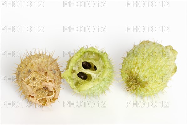 Prickly cucumber or hedgehog cucumber (Echinocystis lobata), fruits and seeds on a white background