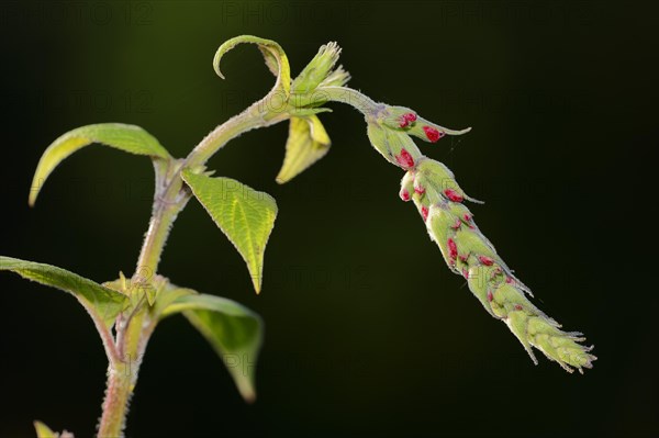 Honeydew melon sage or pineapple sage (Salvia elegans), flower, ornamental plant, North