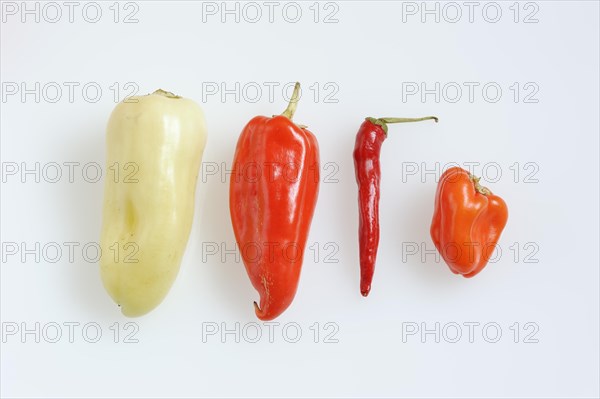 Paprika (Capsicum annuum) and chilli (Capsicum frutescens) on a white background, pepper, pepper,