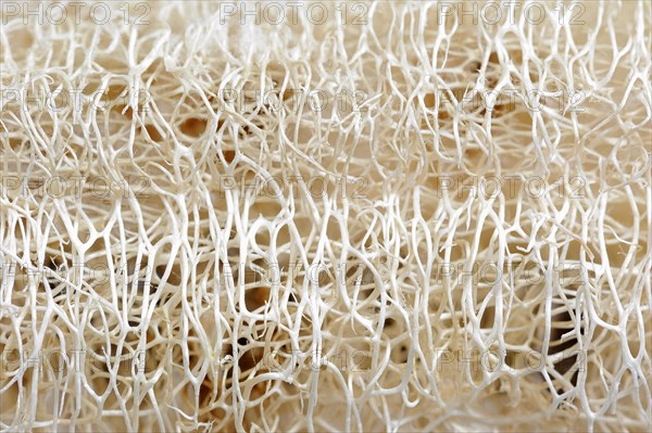 Sponge cucumber (Luffa aegyptiaca, Luffa cylindrica), fibrous interior of the ripe fruit, used as a