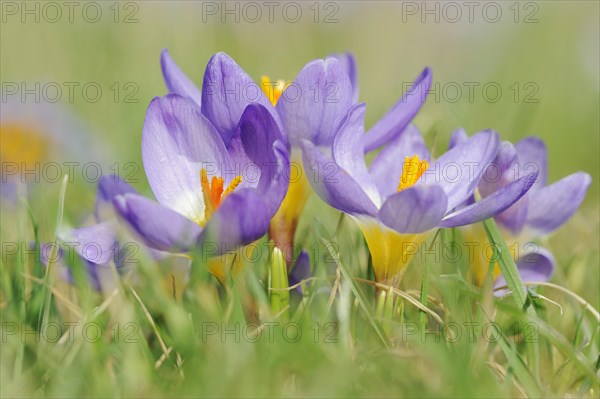 Sieber's crocus or Greek dwarf crocus (Crocus sieberi), North Rhine-Westphalia, Germany, Europe