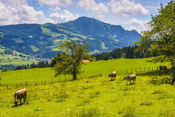 Allgaeu Brown Swiss cattle, (Bos primigenius taurus), behind them the Gruenten, 1783m, Oberallgaeu,
