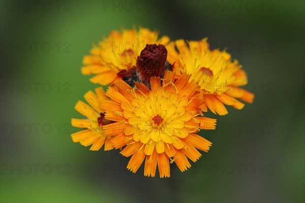 Fox-and-cubs (Hieracium aurantiacum), flowers, North Rhine-Westphalia, Germany, Europe