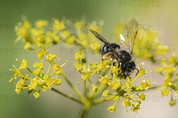 Honey bee (Apis mellifera) a Yellow umbel (Smyrnium perfoliatum), Emsland, Lower Saxony, Germany,