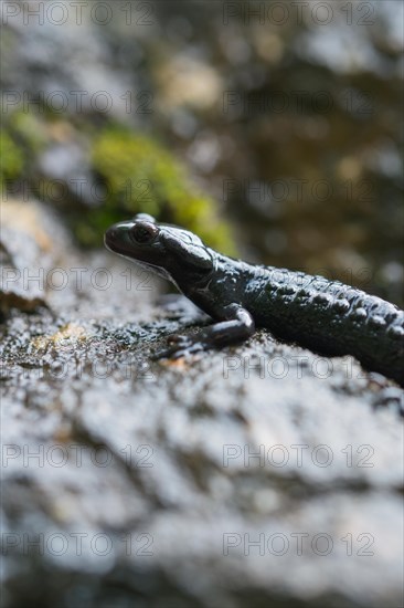 Alpine salamander (Salamandra atra), on damp stone, Hohenschwangau, Allgaeu, Bavaria