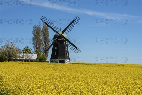 Windmill type Dutchman that was in use 1825, 1958, surrounded by blooming rapeseed fields and