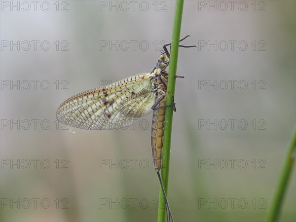 Dragonfly, rats, Styria, Austria, Europe