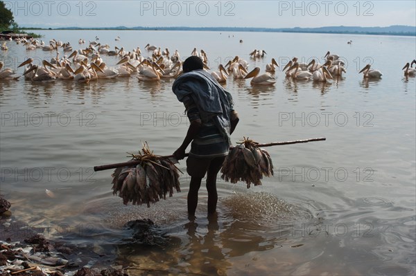 Fisherman carrying fishes he fished, pelicans waiting for food, lake Tana, Ethiopia, Africa