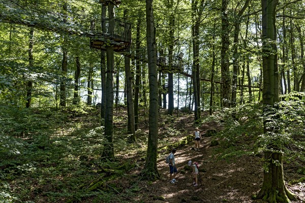 Treetop path, suspension bridges, spanned between beech trees, ropes, nets, beech forest, family