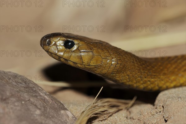 Inland taipan or western taipan (Oxyuranus microlepidotus, Parademansia microlepidota), most