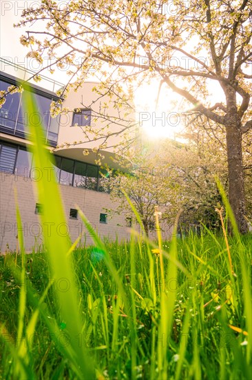 View of a modern house, surrounded by flowering trees, through grasses in the foreground under sun