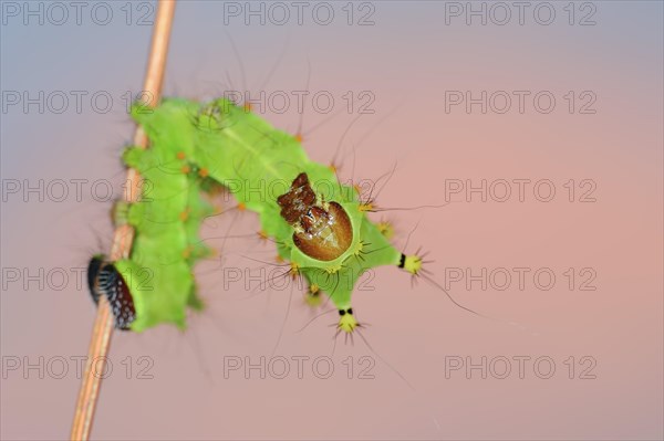 Indian luna moth (Actias selene), caterpillar, captive, occurrence in Asia