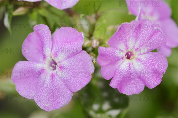 Tall flame flower or tall perennial phlox (Phlox paniculata), flowers, ornamental plant, North