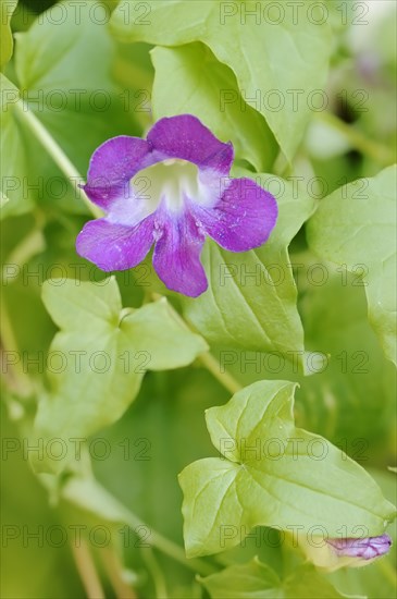 Gloxinia bindweed or climbing snapdragon (Asarina barclaiana, Maurandya barclayana), flower, native