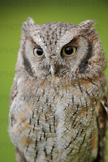 Tropical screech owl or Choliba screech owl (Megascops choliba, Otus choliba), portrait, captive,