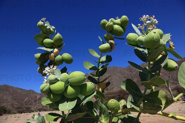Southern Ethiopia, Omo region, blossom and fruit of the satanic apple, Ethiopia, Africa