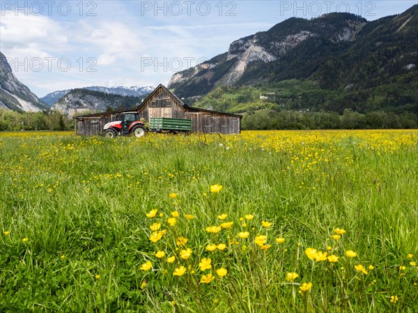 Meadow with tall buttercups (Ranunculus acris), greater buttercup, common buttercup, behind hay