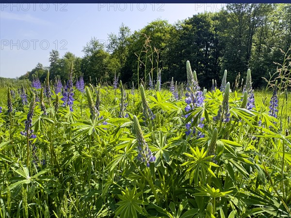 Wild Narrow-leaved lupin (Lupinus angustifolius) growing in the wild in a landscape conservation