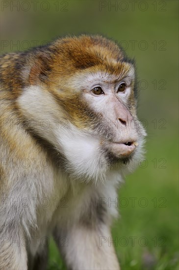 Barbary macaque (Macaca sylvanus), captive, portrait, occurring in Morocco, Algeria and Gibraltar
