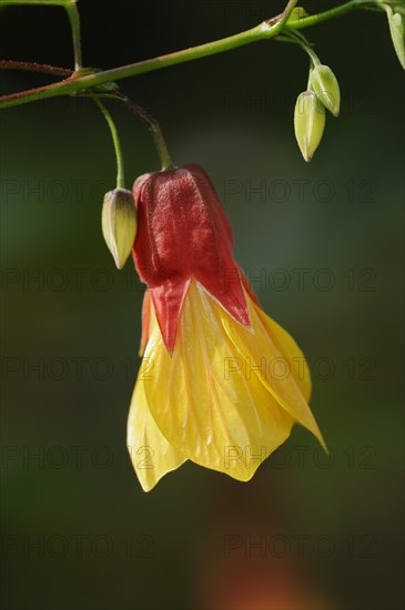 Beautiful mallow (Abutilon cultivar), flower, ornamental plant, North Rhine-Westphalia, Germany,
