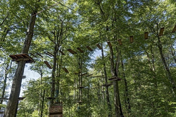 Platforms, ropes, rope ladders, suspension bridges, beech trees in the climbing forest, beech