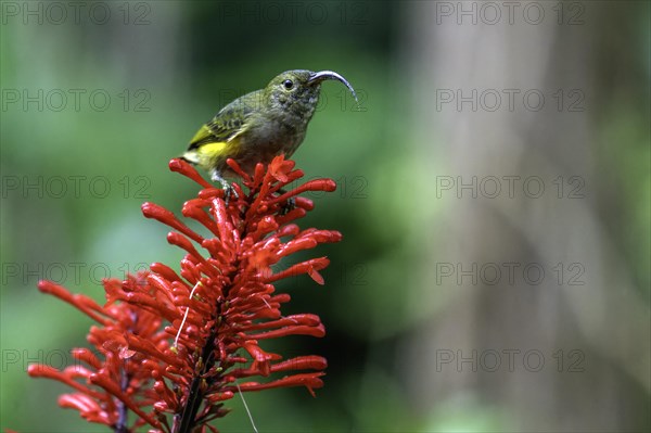 A small bird with a curved beak sits on a red inflorescence in green surroundings, Madagascar,