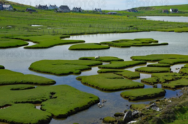 Small green islands in a vast tidal landscape, water birds, Isle of Harris, Hebrides, Scotland,