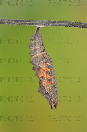 Small tortoiseshell (Nymphalis urticae, Aglais urticae), pupa shortly in front of hatching, North