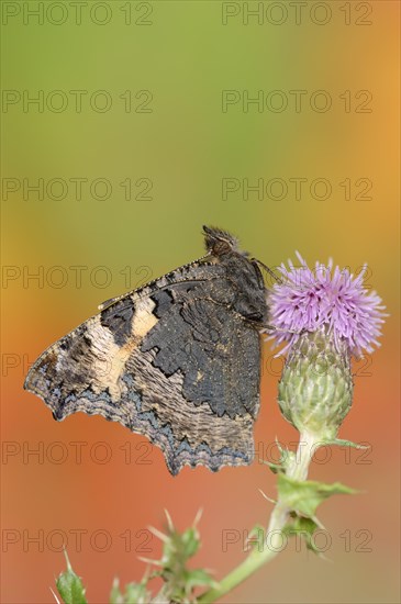 Small tortoiseshell (Nymphalis urticae, Aglais urticae), North Rhine-Westphalia, Germany, Europe