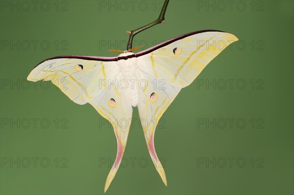 Indian luna moth (Actias selene), male, captive, occurrence in Asia