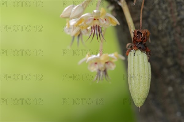 Cocoa tree (Theobroma cacao), flowers and fruit on the tree