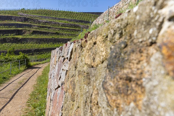 Winery at the Goldener Wagen. Listed dry stone walls with special vegetation. The walls store the