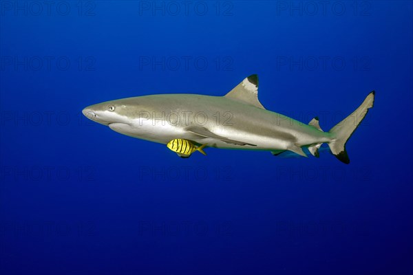 Pilotfish, Golden Trevally (Gnathanodon speciosus), swimming alongside Blacktip Reef Shark